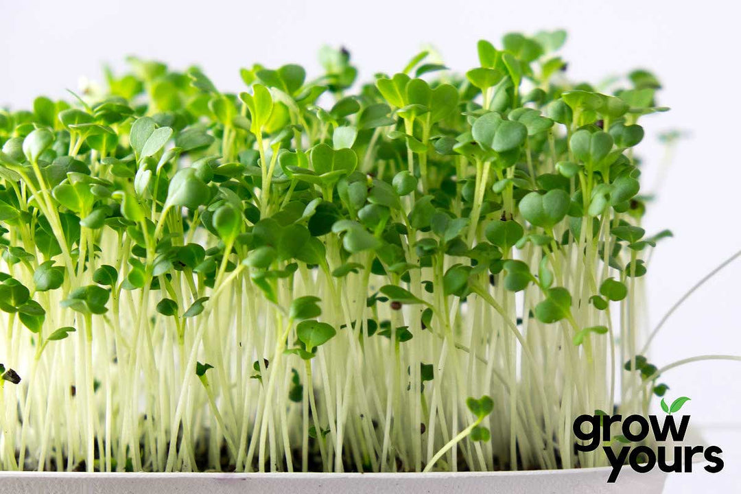 Green Broccoli Microgreens growing fresh in the kitchen