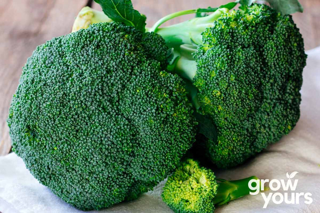 Broccoli de Cicco freshly picked from home garden