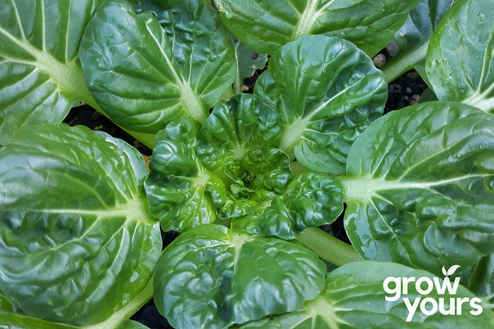 Cabbage Tatsoi growing in garden nz