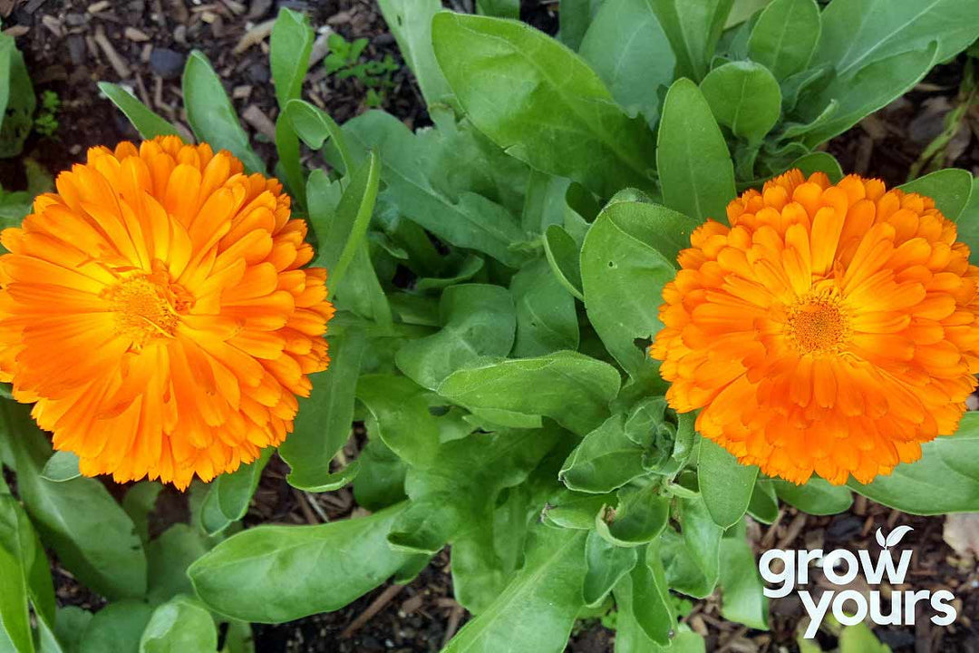 Calendula ‘Pacific Beauty Mix’