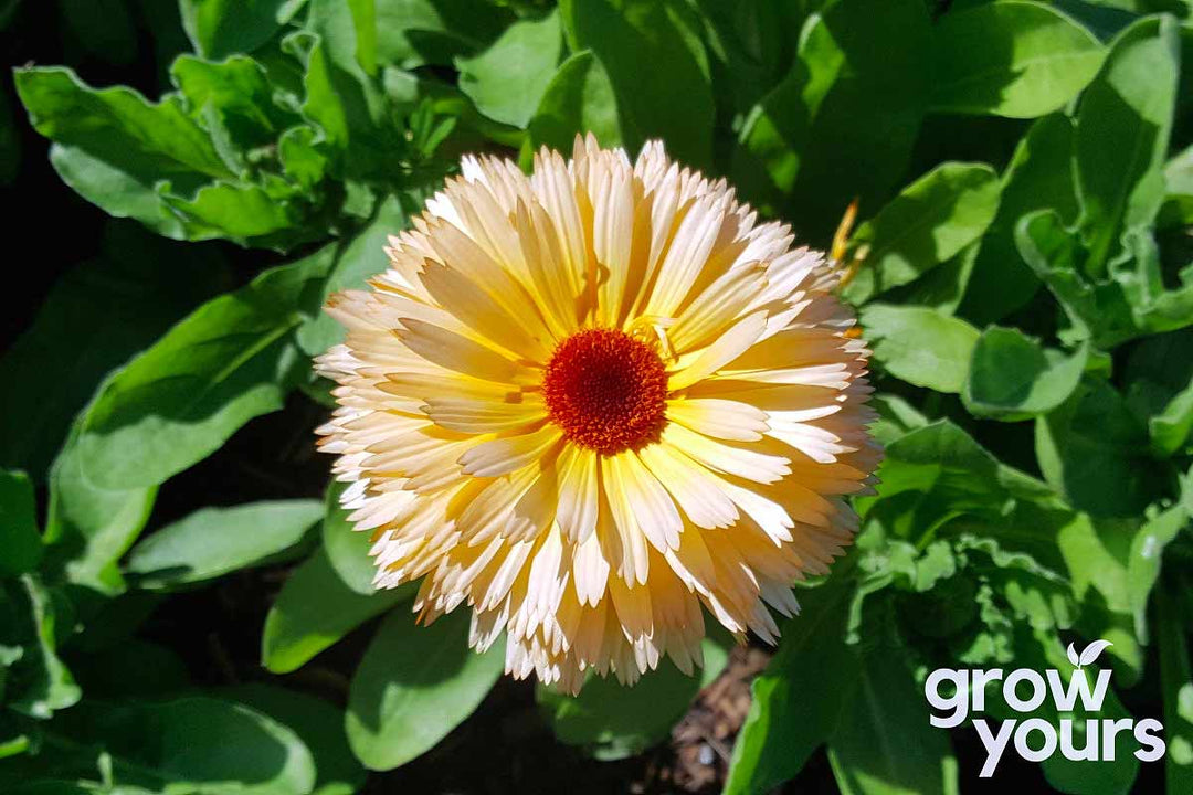 Calendula ‘Pacific Beauty Mix’