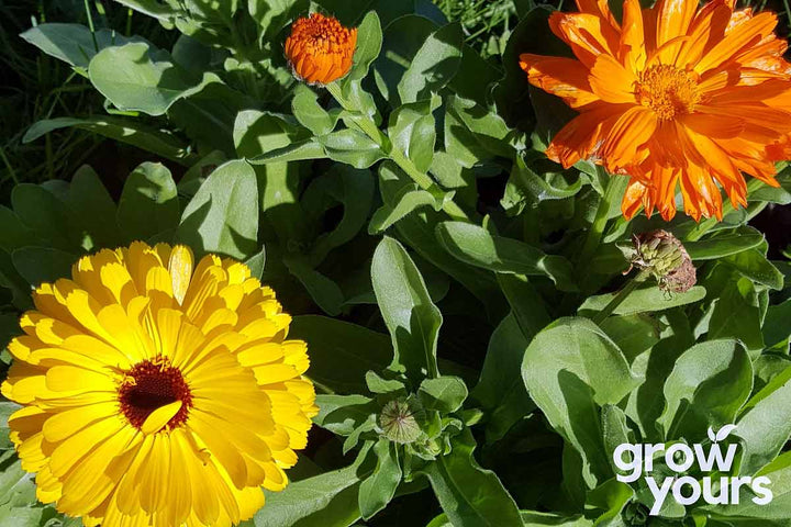 Calendula ‘Pacific Beauty Mix’