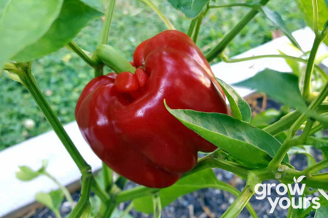 Capsicum California Wonder growing in NZ garden