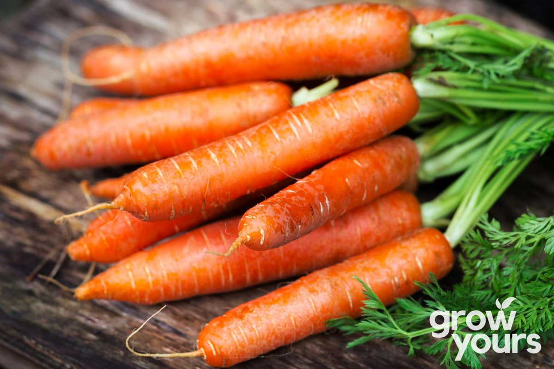 Carrot Little Fingers freshly picked from the garden