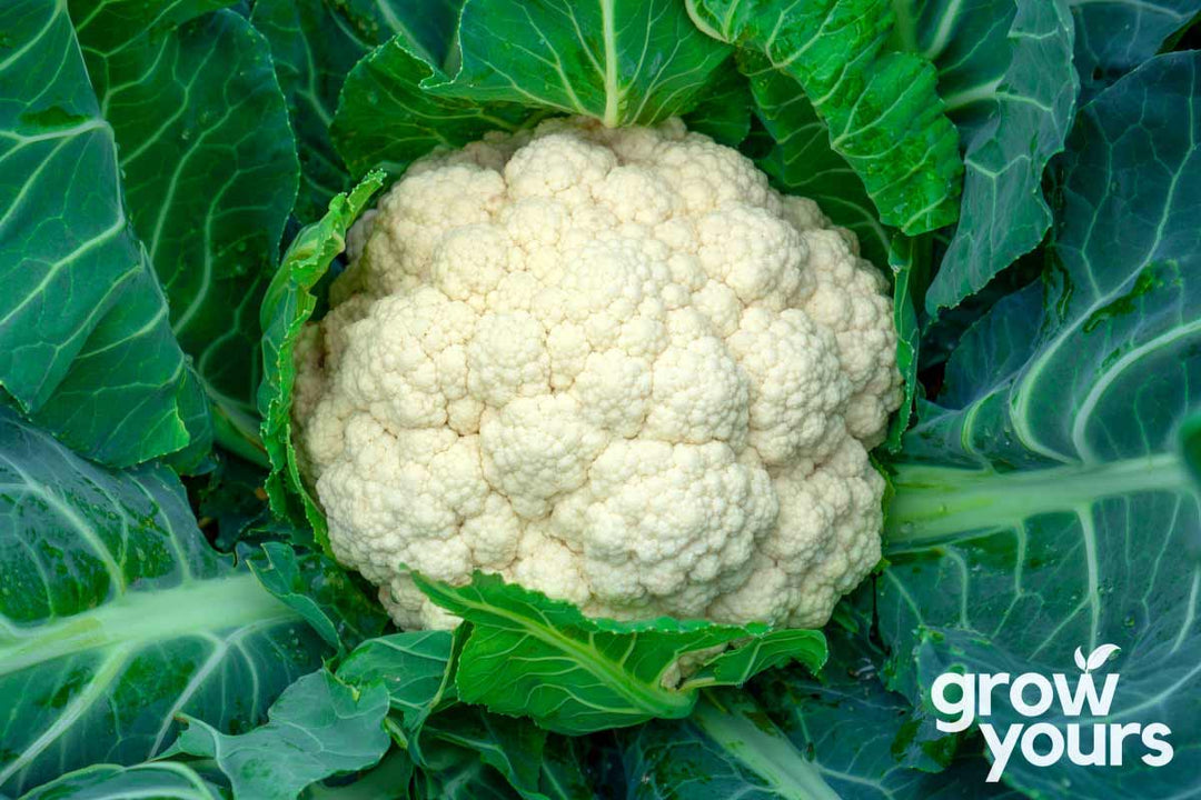 Cauliflower ‘Early Snowball’