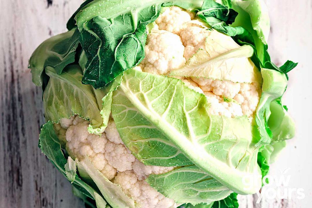 Cauliflower Self Blanching