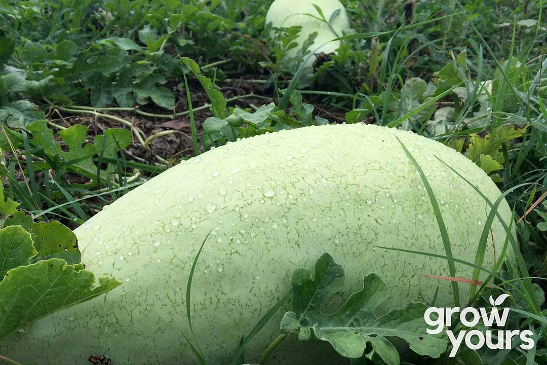 Charleston Grey Watermelon growing on the vine