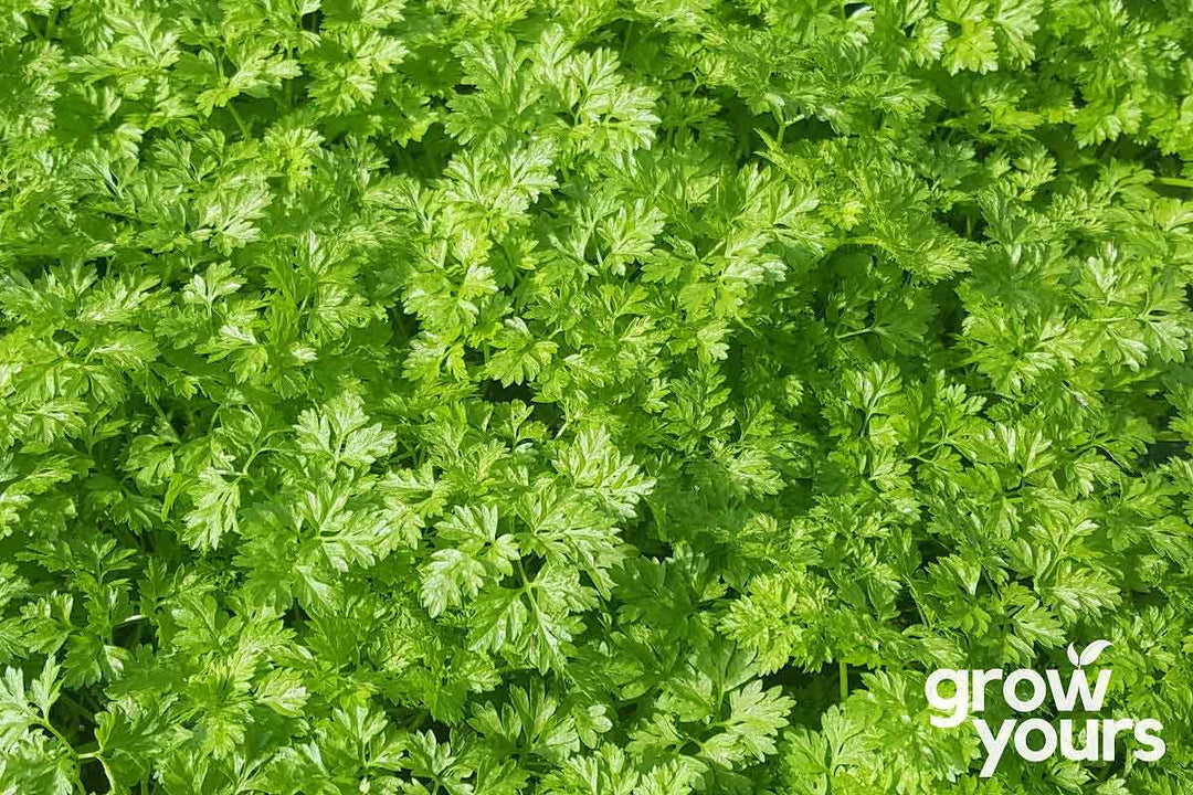 Chervil grown from seeds in NZ garden