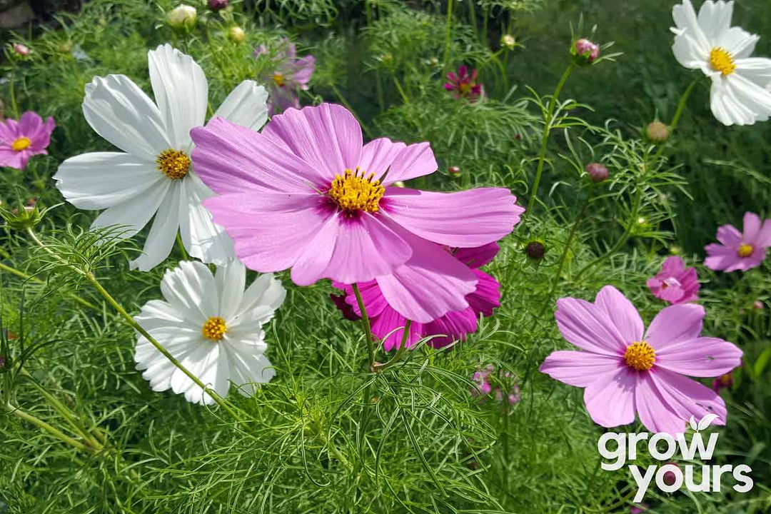 Cosmos Sensation Mix Flowers