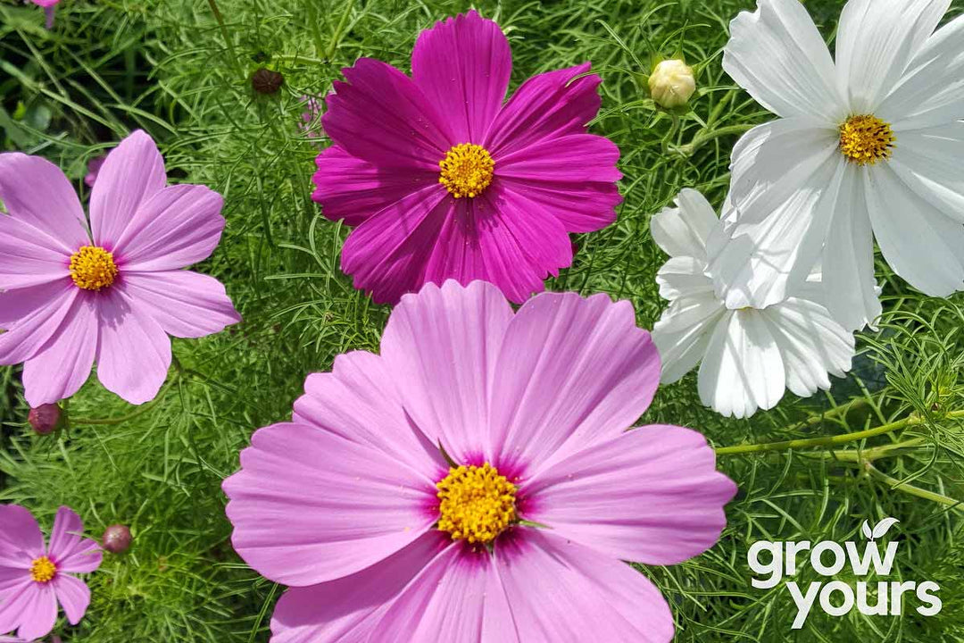 Cosmos Sensation Mix flowering