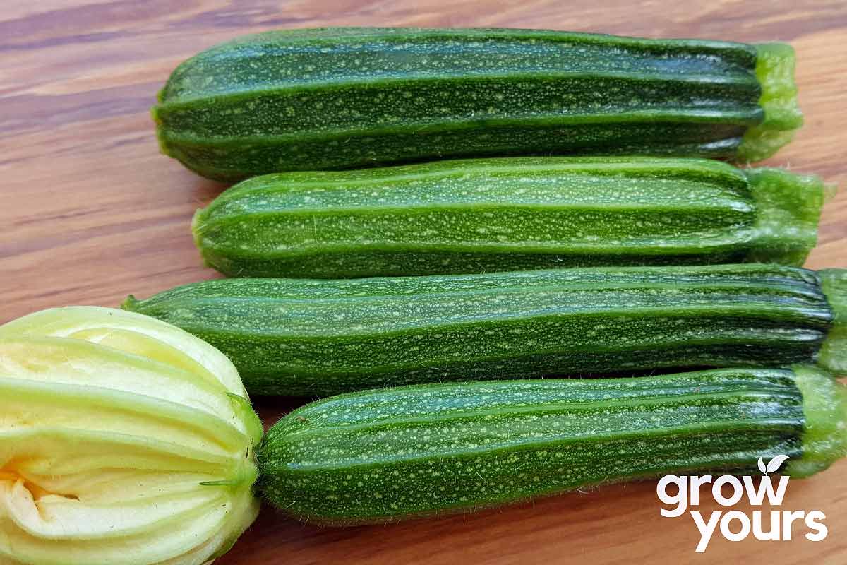 Courgette ‘cocozelle’ Seeds - Buy Courgette Seeds Nz – Grow Yours