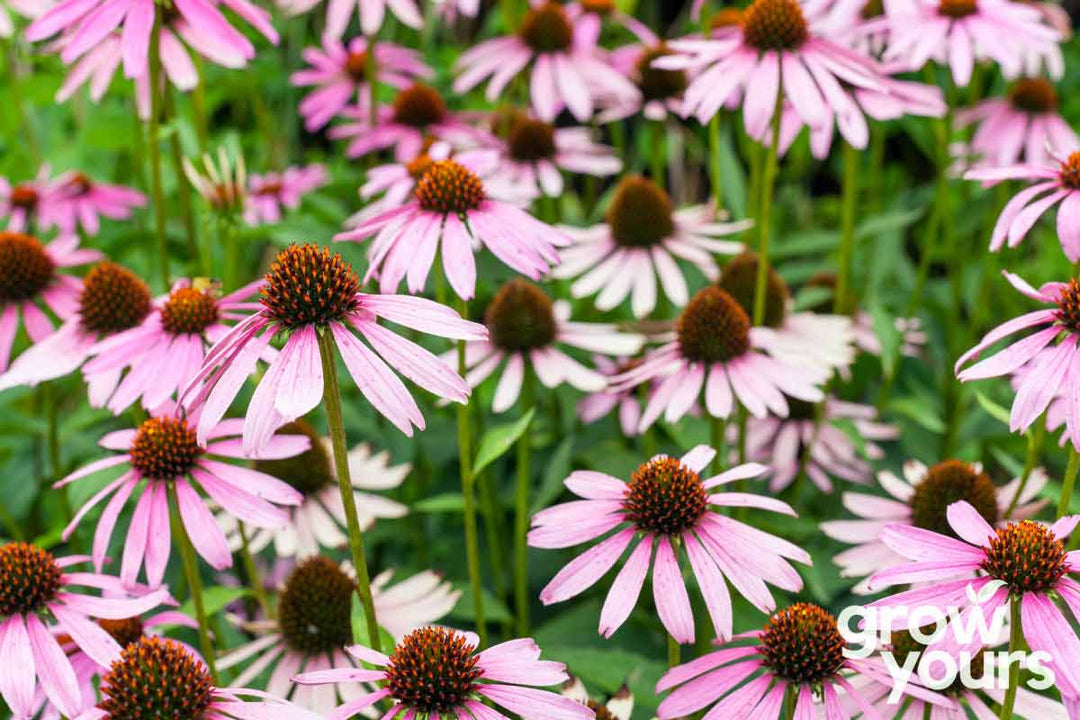 Echinacea Purple Coneflower growing in the garden