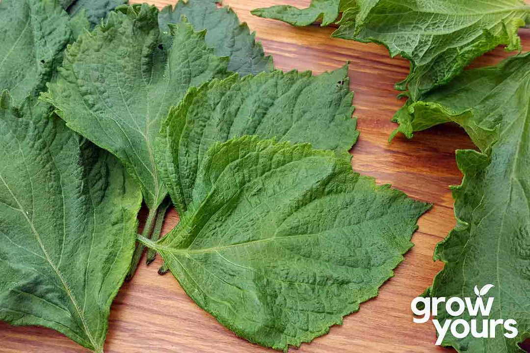 Fresh Green Shiso grown from seeds in New Zealand garden