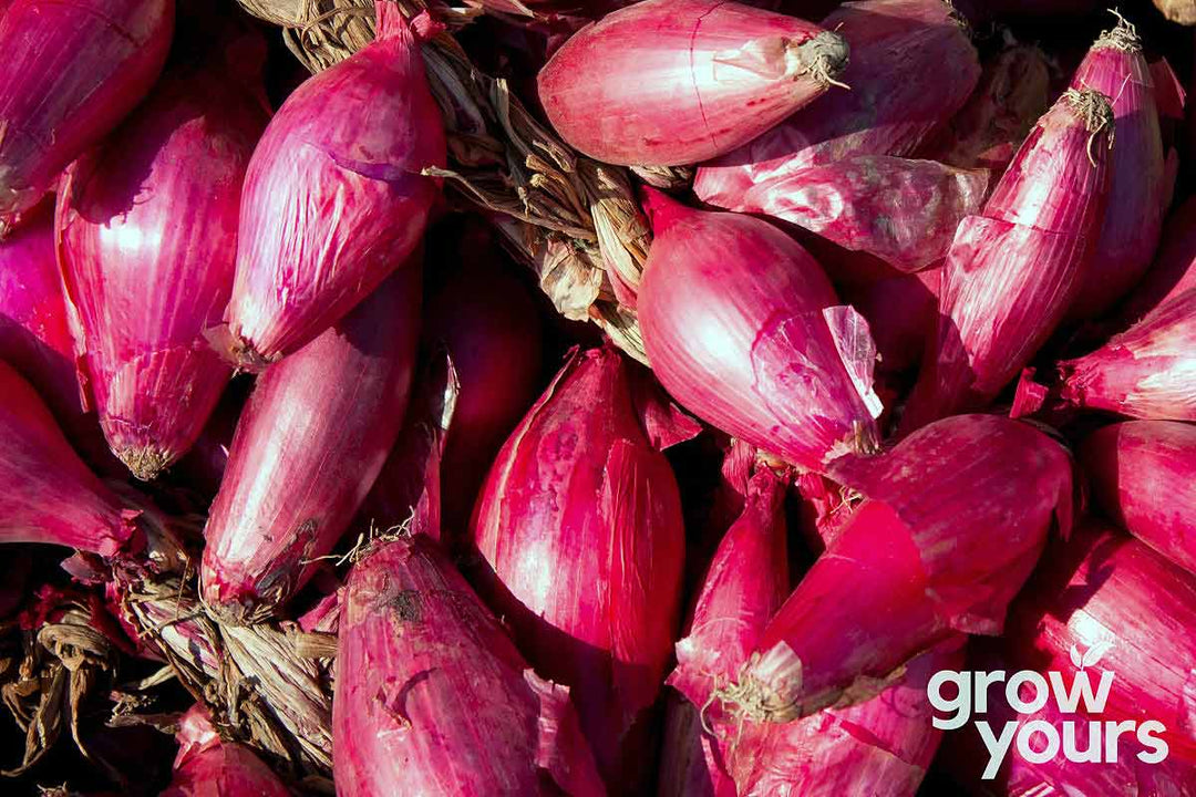 Fresh Red Torpedo Onions