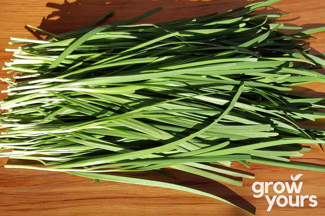 Garlic Chives grown in NZ, fresh on chopping board