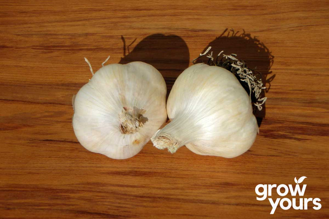 Garlic ‘Printanor’