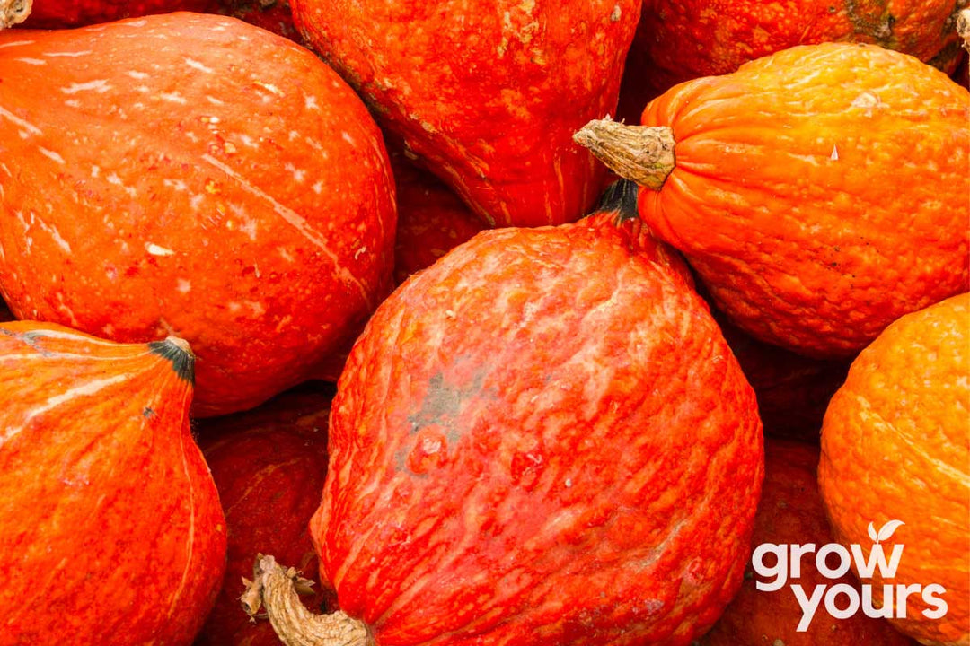 Golden Hubbard Pumpkins freshly harvested