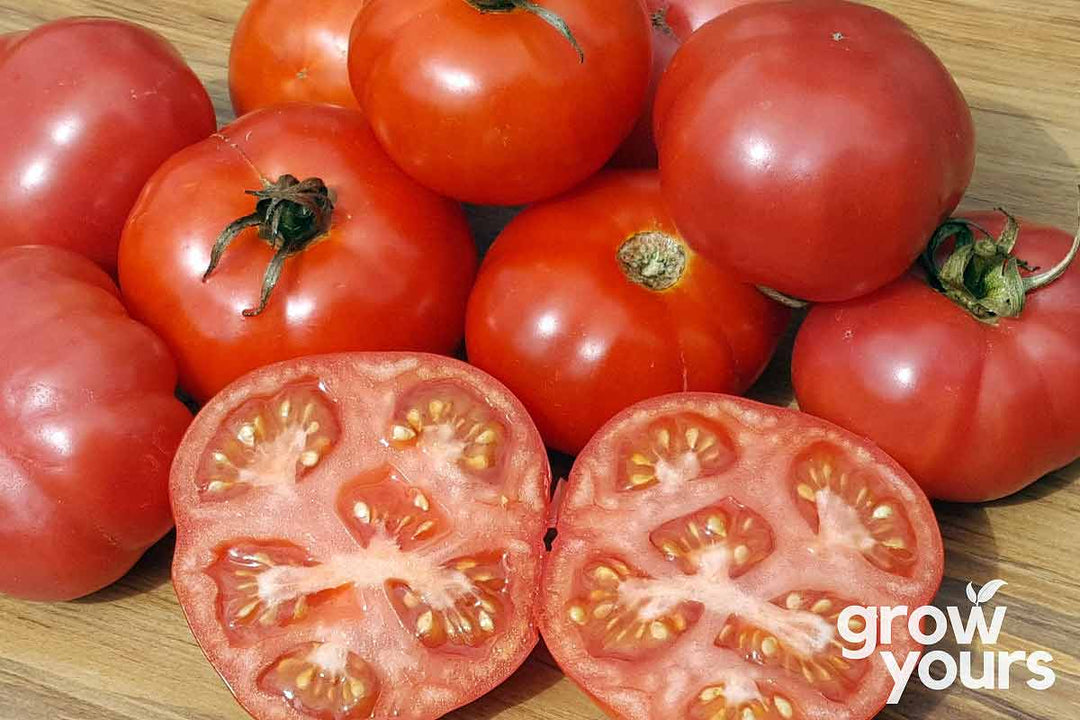 Heirloom Tomato Mortgage Lifter grown from seeds in New Zealand