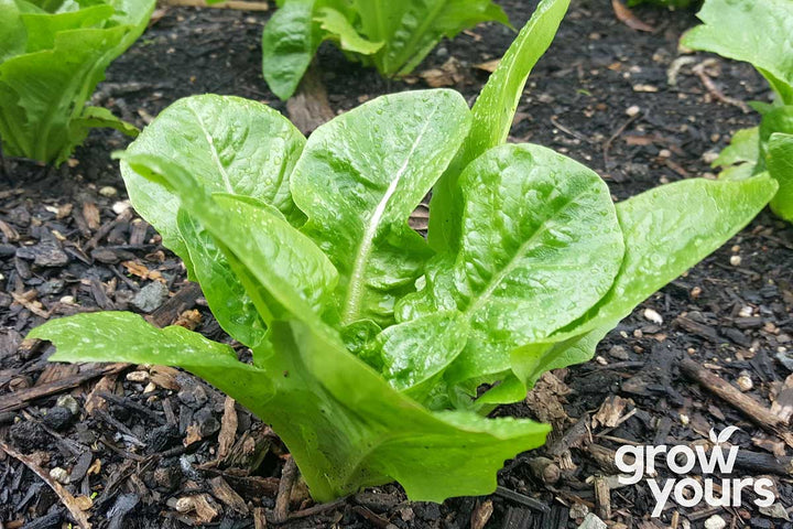 Lettuce ‘Little Gem’