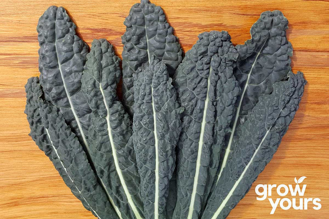 Kale ‘Cavolo Nero’