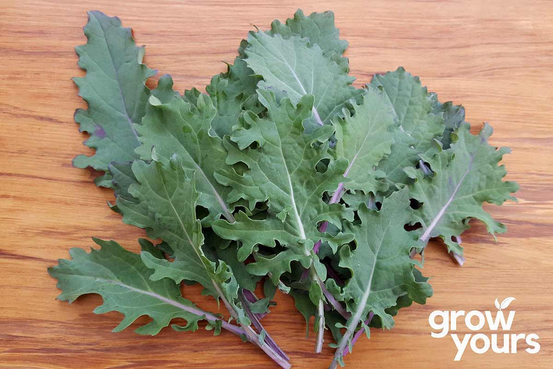 Kale Red Russian grown from seeds in NZ garden