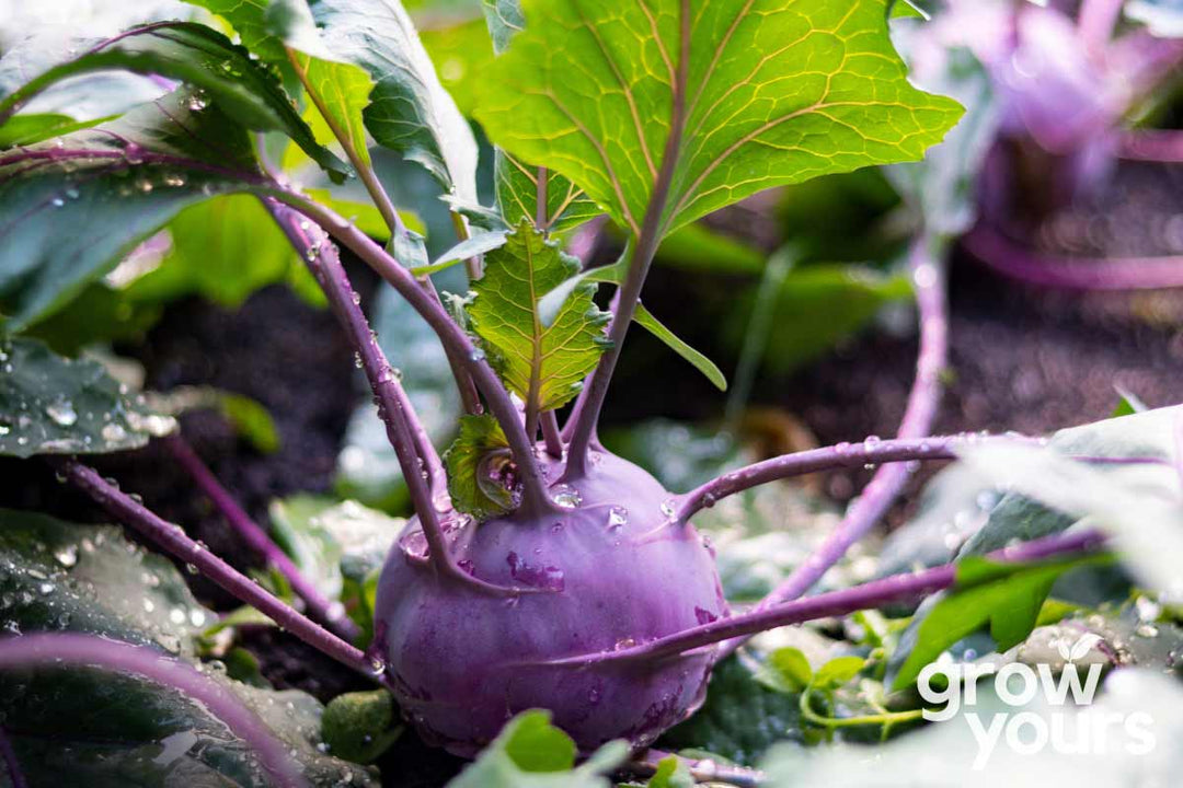 Kohlrabi Purple Vienna growing in the garden