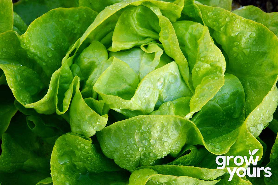 Lettuce All Year Round