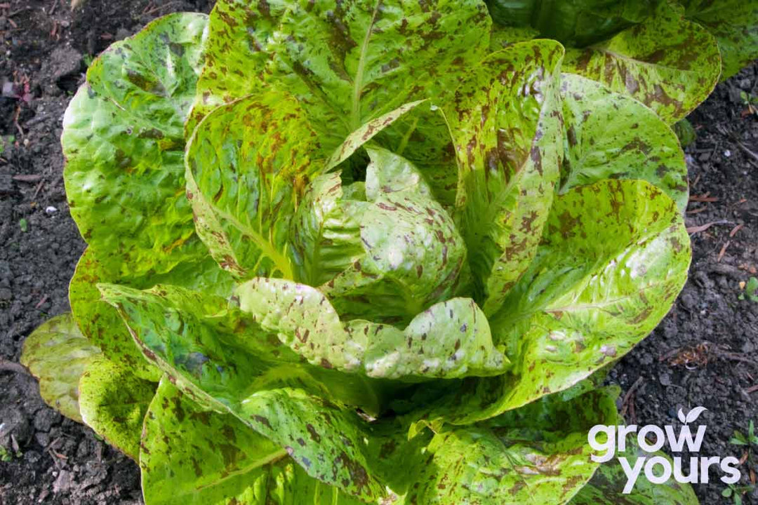 Lettuce Freckles a specialty heirloom variety growing in home garden