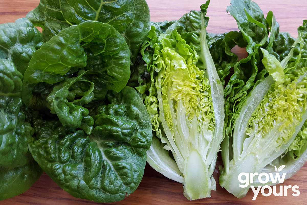 Lettuce Little Gem freshly picked on chopping board