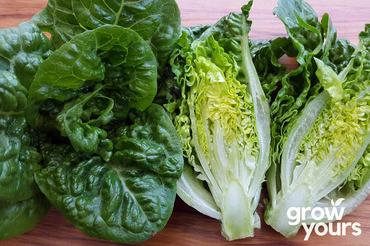 Lettuce Little Gem freshly picked on chopping board
