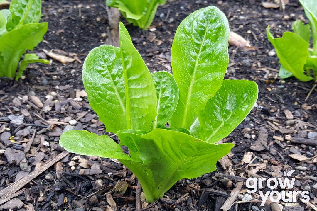 Lettuce ‘Little Gem’