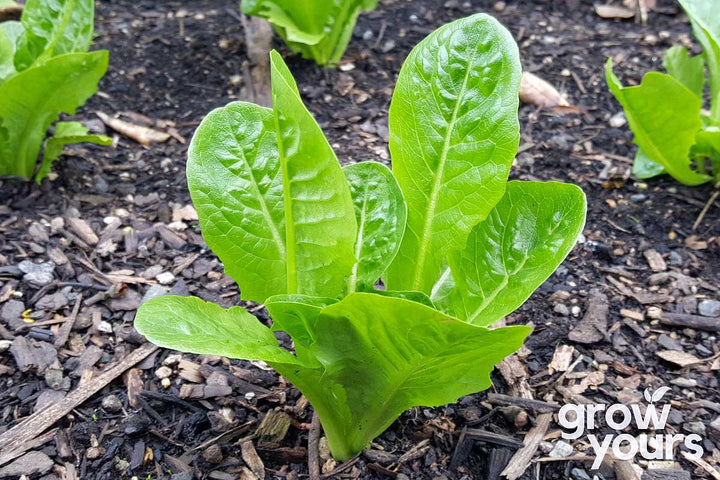 Lettuce ‘Little Gem’