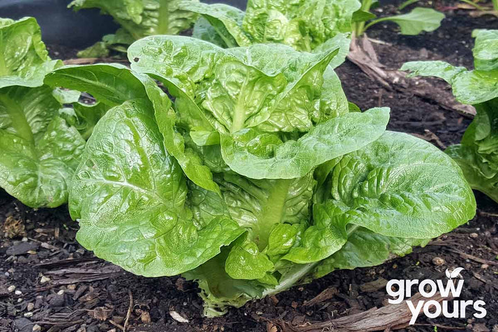 Lettuce Little Gem ready for harvest in NZ garden