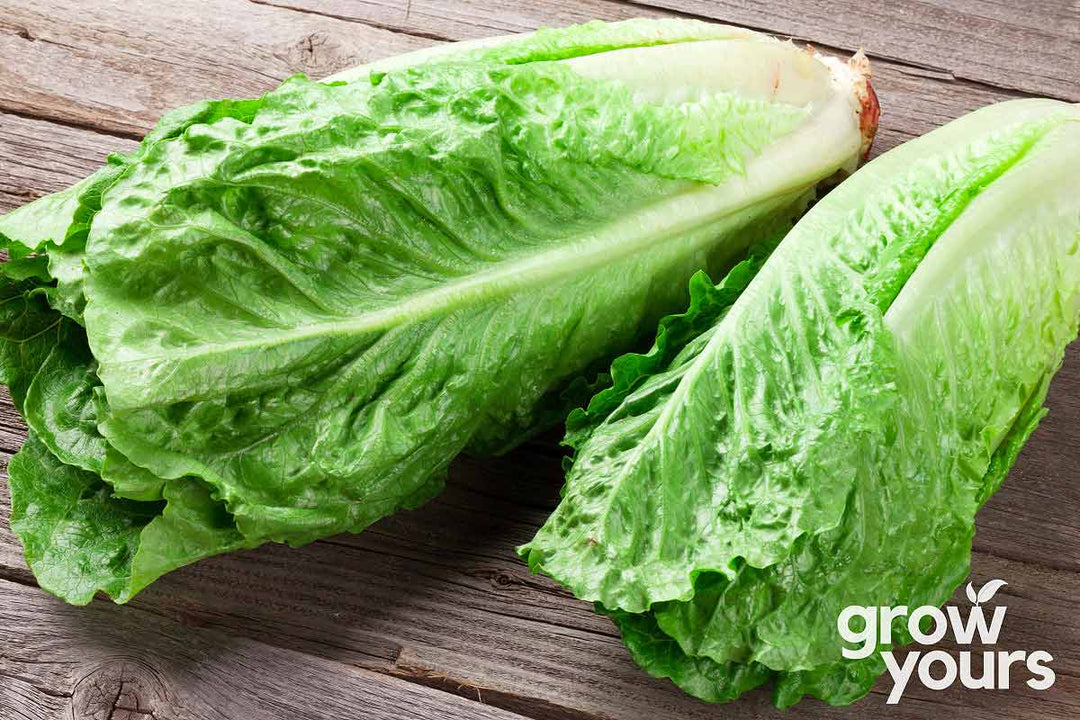 Lettuce ‘Parris Island Cos’