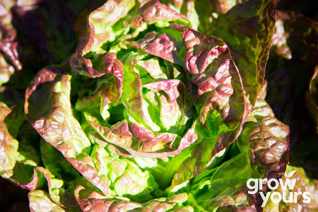 Lettuce Quattro Stagioni growing