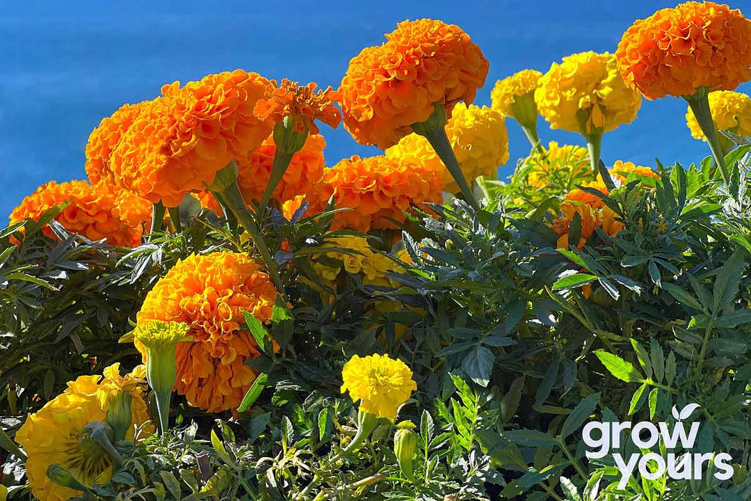Marigold ‘Crackerjack Mix’