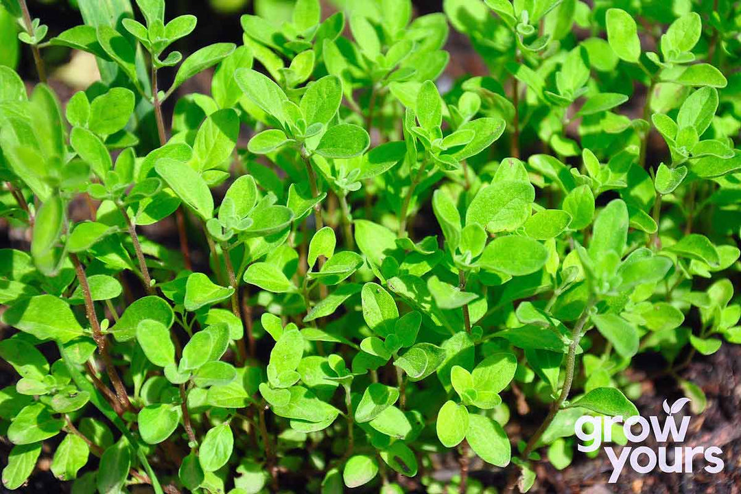 Sweet Marjoram growing fresh in perennial herb garden