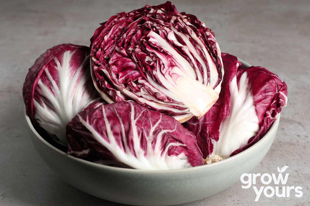 Radicchio Palla Rossa grown from heirloom vegetable seeds