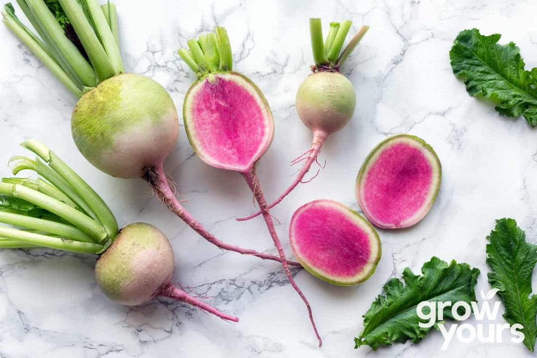 Radish ‘Watermelon’