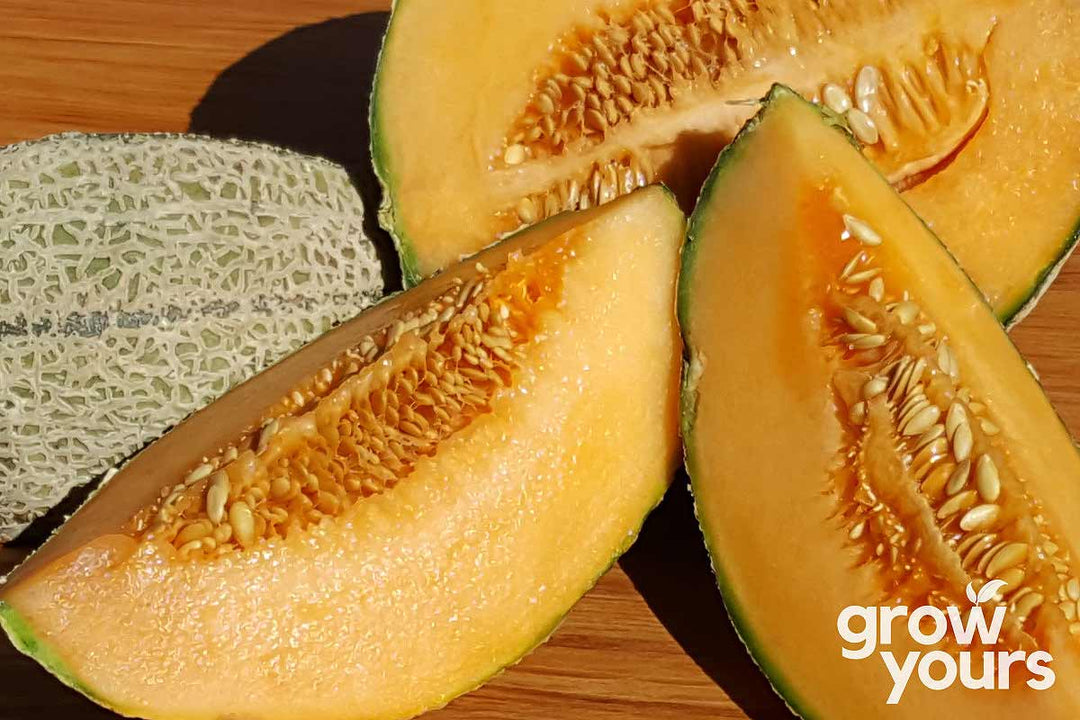 Rockmelon ‘Hales Best Jumbo’