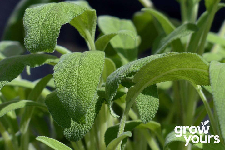 Sage growing in the garden