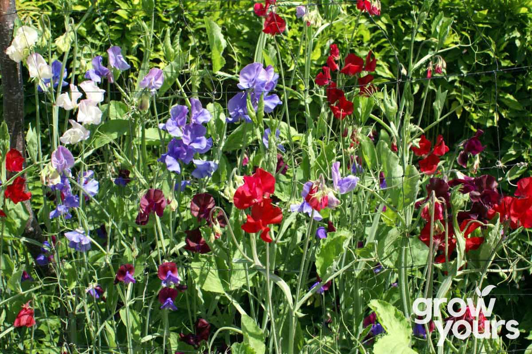 Sweet Pea ‘Royal Family Mix’