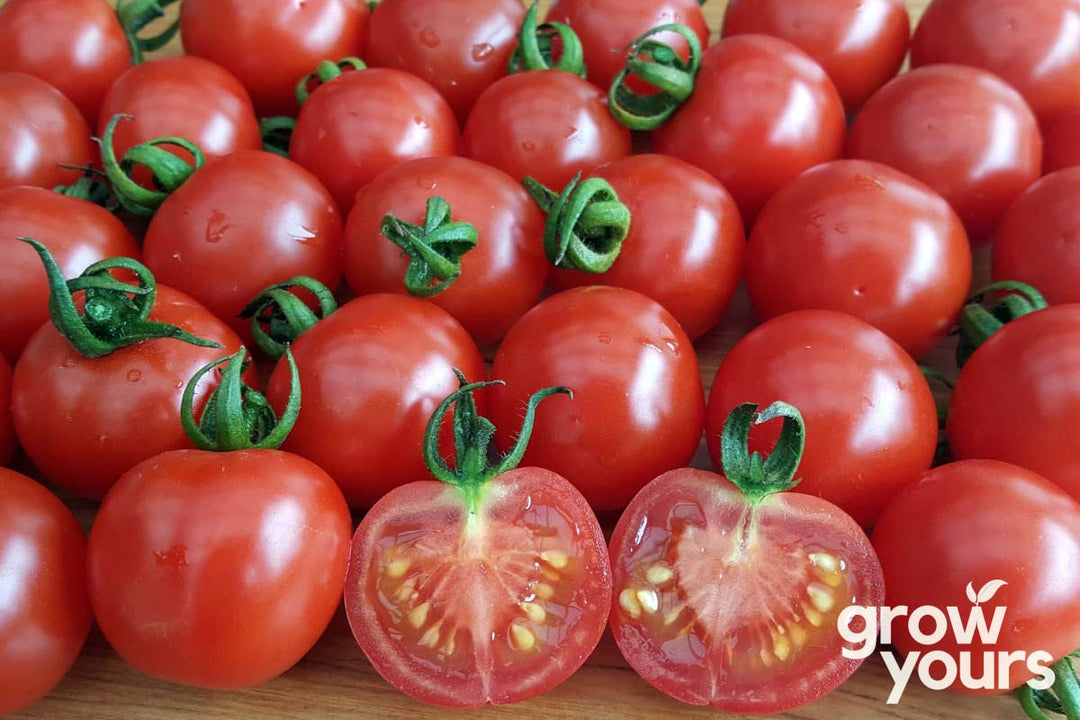 Tomato Gardeners Delight freshly grown from seeds in a home garden in Auckland, New Zealand