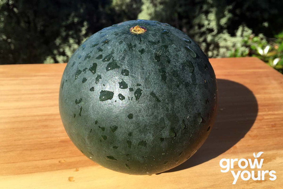 Watermelon ‘Sugar Baby’