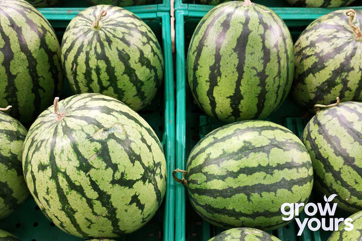 Watermelon ‘Crimson Sweet’