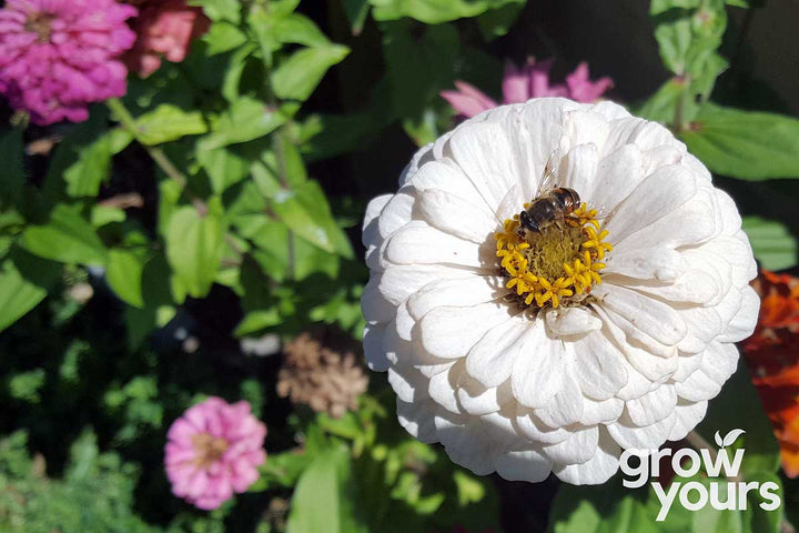Zinnia ‘Dahlia Flowered Mix’