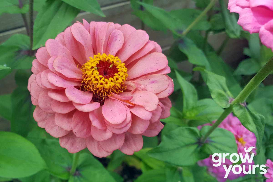 Zinnia ‘Dahlia Flowered Mix’