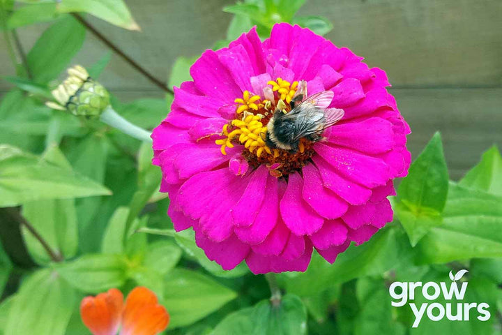 Zinnia ‘Dahlia Flowered Mix’