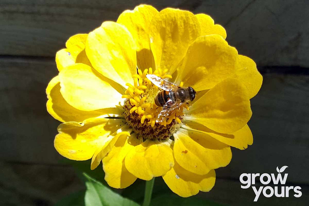 Zinnia ‘Dahlia Flowered Mix’