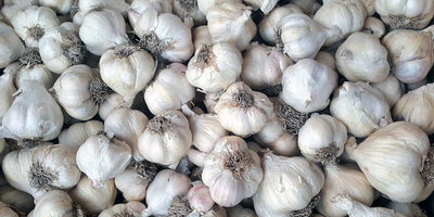 How to Grow Garlic Successfully in NZ